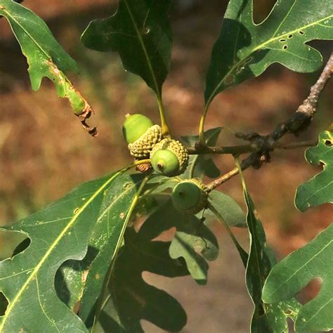 White Oak Tree Acorns