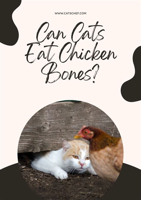 Can Cats Eat Chicken Bones at Nicholas Erwin blog