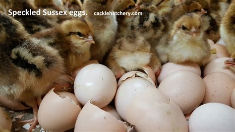 Speckled Sussex Fertile Hatching Eggs for Sale - Fresh/Fertile Eggs ...