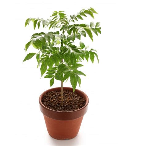 Curry Leaf Plant – MyOwnGarden®
