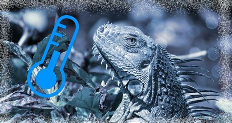 Heads up! Falling iguanas possible in Florida as cold air hits - The ...