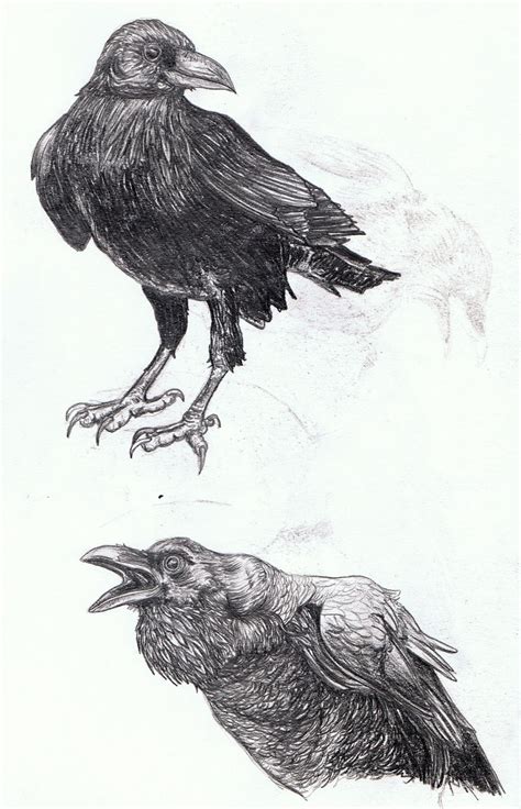 Fineliner: An Unkindness of Ravens