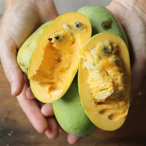 American Pawpaw Live Plants (Asimina triloba) – veliyathgardens