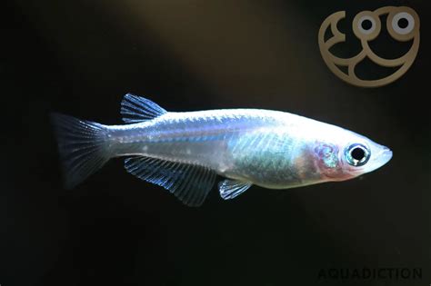 Platinum Medaka Ricefish - Oryzias latipes var Platinum Fish Profile ...