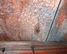 Image result for Attic Mold Removal