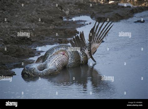 Image result for African Rock Python Eating