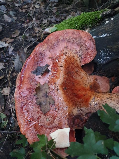 What is the Class Rank Reporting on Common App? - AP PGECET