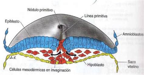 Aparato Reproductor - Mind42