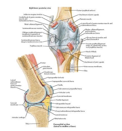 Articularis Genus Muscle