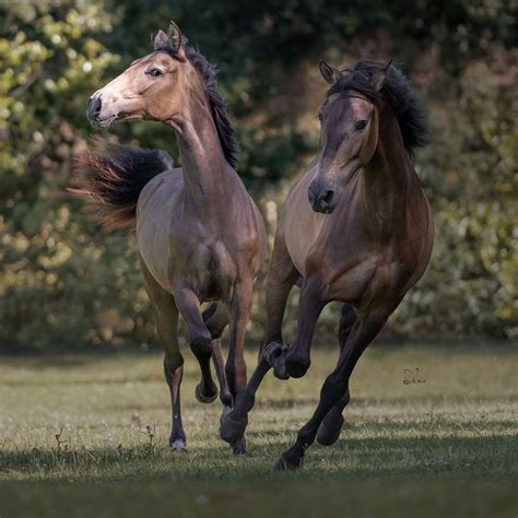 17 war horse breeds history pictures – Artofit