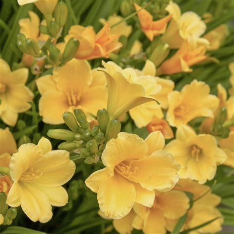 Stella de Oro Daylily - Patuxent Nursery