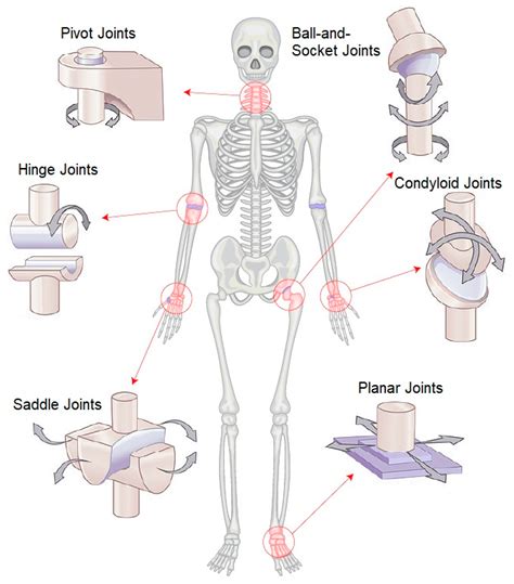 Saddle Joint In The Human Body