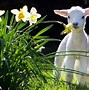 Image result for Spring Flowers with Animals