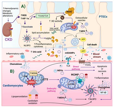 Mitochondrial Impairment: A Link for Inflammatory Responses Activation ...