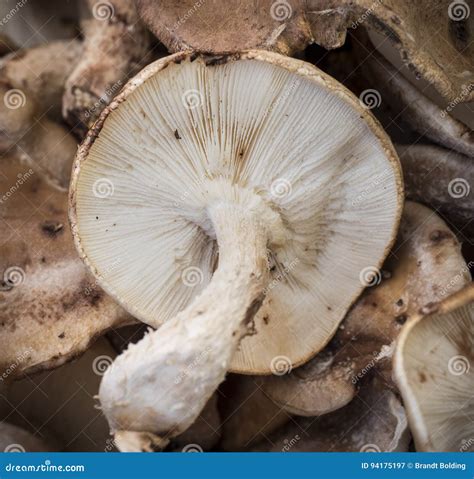 Shitake Mushroom Gills stock image. Image of structure - 94175197