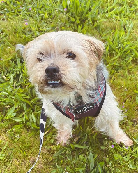 Dog Star Walkers Portland