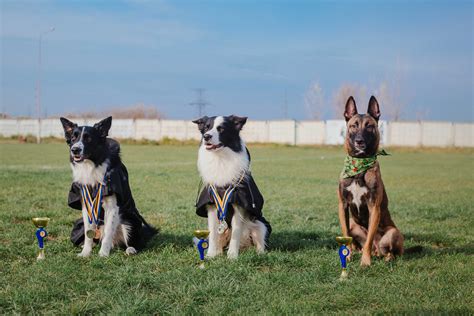 How Pack Mentality Shapes Protection Dogs | Vanguard Protection Dogs
