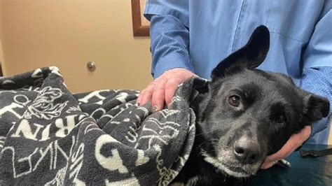 Dog found with gunshot wound in Douglas County, sheriff looking for ...