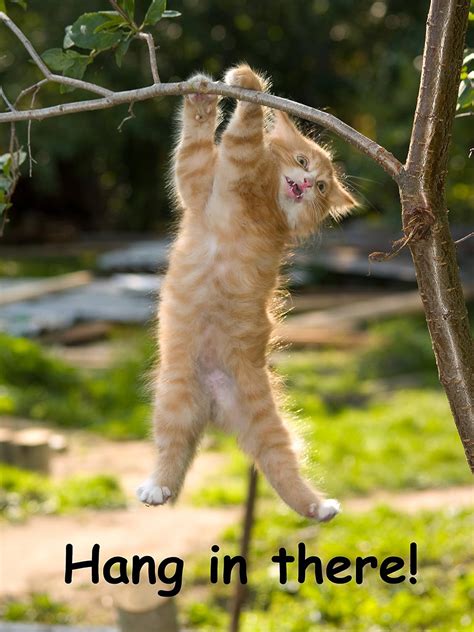 Amazon.com: Hang in There Cat Poster - Printed on Premium Cardstock ...