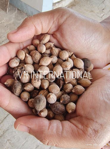 Putranjiva Seeds Putranjiva Roxburghi | VR INTERNATIONAL