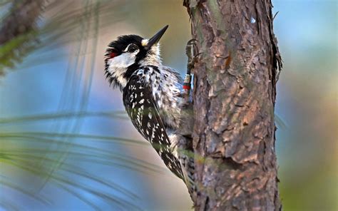 Endangered Birds In Texas