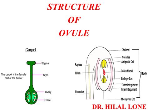 Structure of Ovule.ppt ovule is female reproducgive cell | PPT