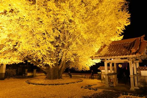 Image result for Ani Algorithm