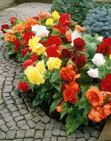 How to Care for a Begonia plant