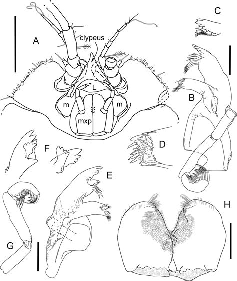 Fig. 9 in A new family of Asellota (Crustacea, Isopoda) from the deep sea of Zealandia