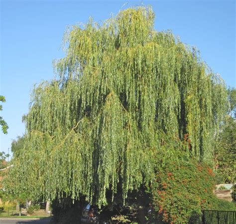 Willow Tree Varieties at Roosevelt Nelson blog