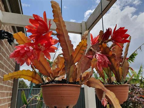 10 Different Night Blooming Cereus