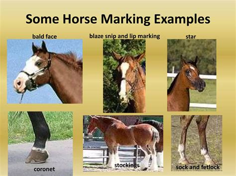 Horse colors and Markings | PPTX