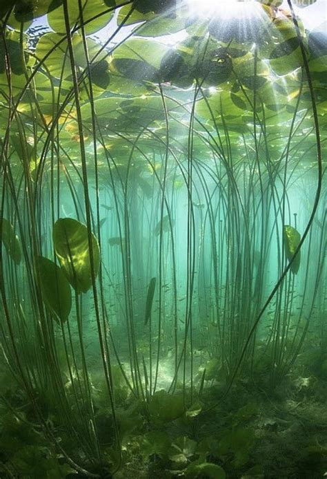 Underwater Plants, Underwater Art, Underwater River, Underwater Photography Ocean, Nature ...