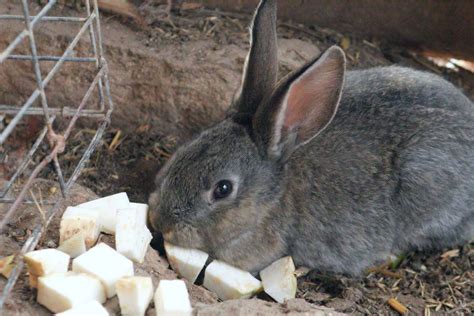 Rabbit Gestation Period: How Long Is a Rabbit Pregnant?