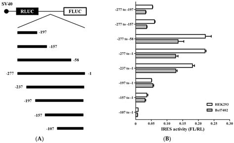 La Autoantigen Induces Ribosome Binding Protein 1 (RRBP1) Expression ...