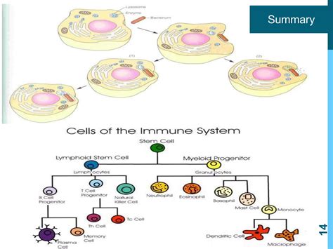 8-Reticuloendothelial System (RES).pptx