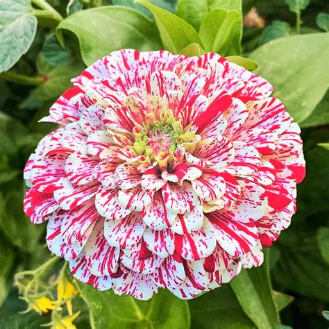 200 Candy Stripe Zinnia Flower Seeds - New Hill Farms