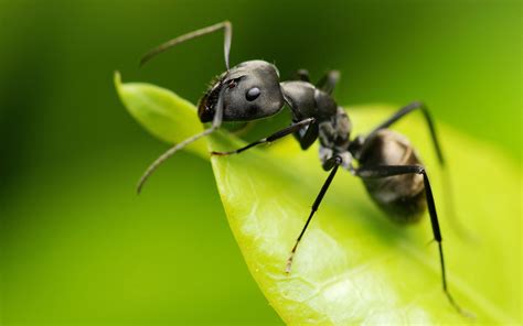 蚂蚁有哪些特点-蚂蚁都具有哪些特点?与其他昆虫有什么区别?
