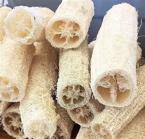 SherwoodsSeeds Premium Luffa Acutangula Seed Packet for Chinese India ...