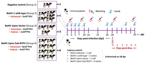 A Quadruple Gene-Deleted Live BoHV-1 Subunit RVFV Vaccine Vector ...