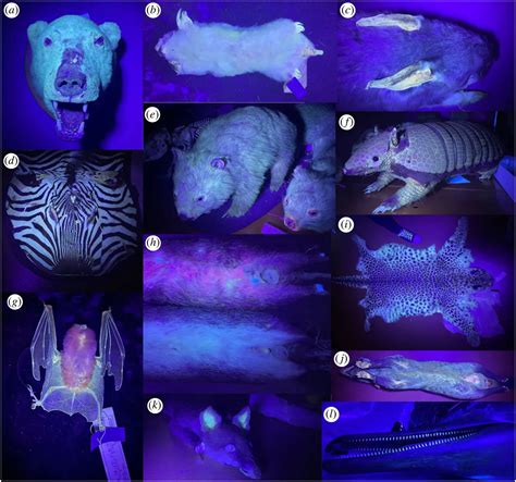 Glowing Animals