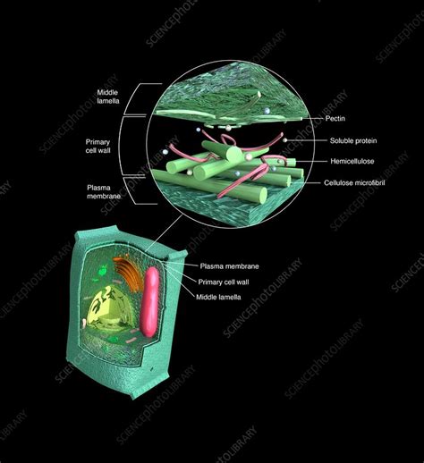 Cellular Structure Examples 的图像结果