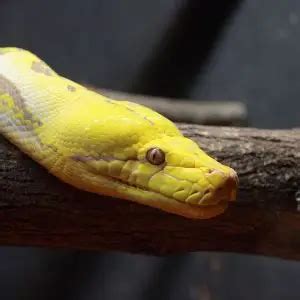 Image result for Is Reticulated Python Venomous