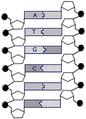 Image result for DNA Microarray Kit
