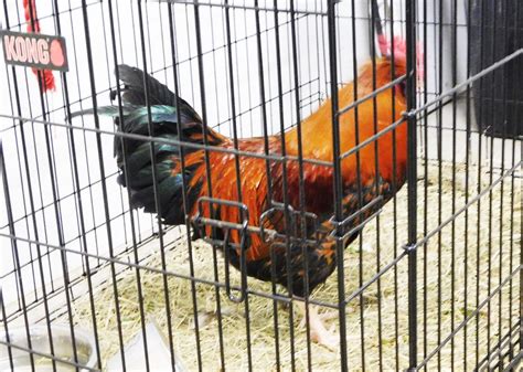 KONGsgiving Comes to Clare County Animal Shelter | Clare County Cleaver