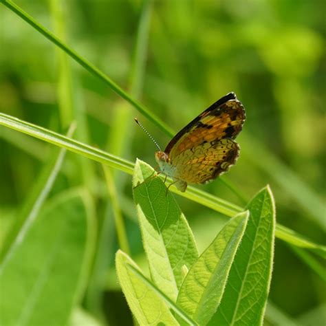 Dragonfly Farm — Perkiomen Watershed Conservancy