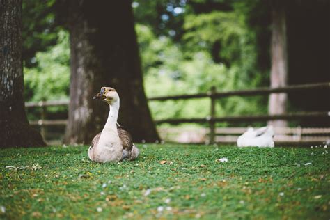 Free Images : duck, green, white, photograph, goose, water bird, ducks, geese and swans, tree ...