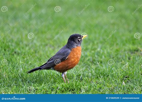 Orange-bellied Black Bird on the Lawn Stock Image - Image of seeking ...