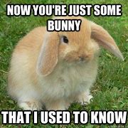Image result for Funny Bunny Memes Clean