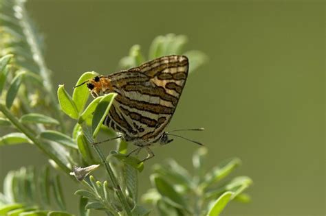 Cigaritis vulcanus vulcanus | Butterfly